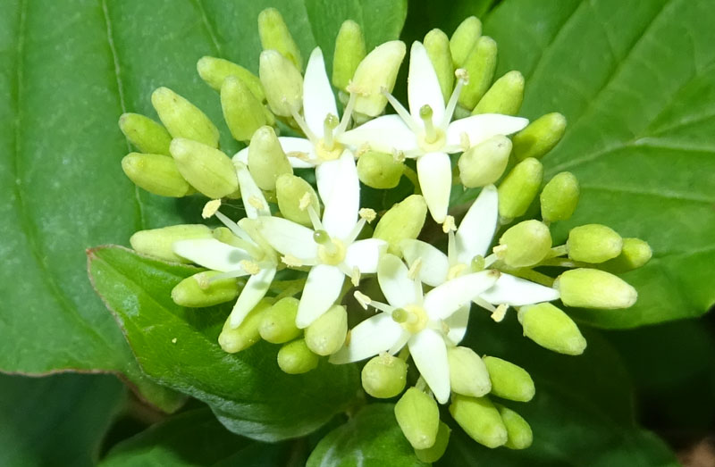 Cornus sanguinea - Cornaceae